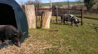 pigs National Animal Welfare Trust.jpg pigs National Animal Welfare Trust.jpg